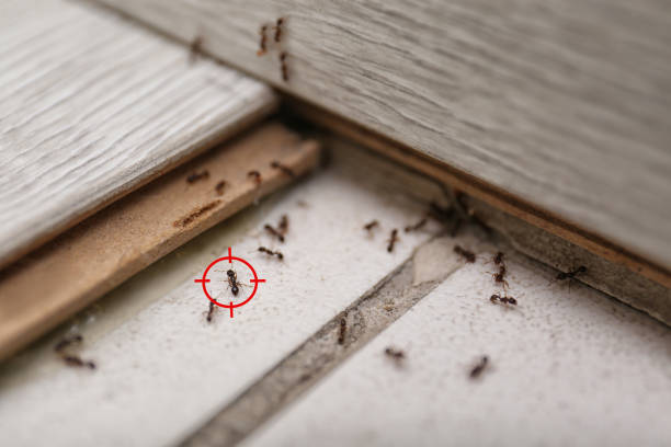 Best Cockroach Control Services  in Warrensburg, IL